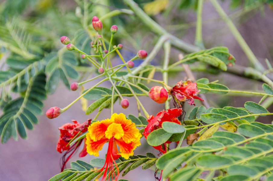 Flor - isla Santa Cruz - islas Galápagos - Ecuador 1
